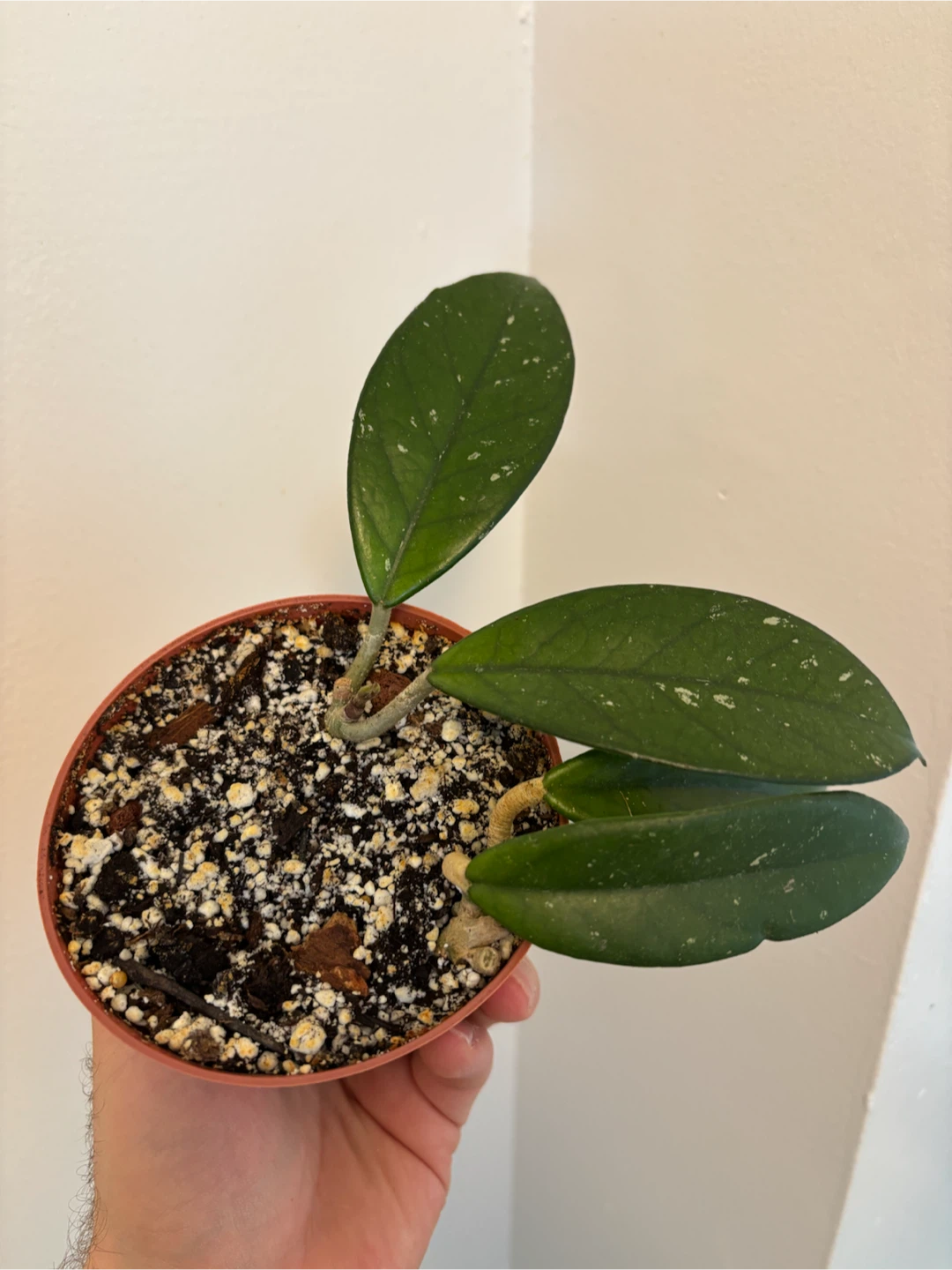Hoya Carnosa - photo 3