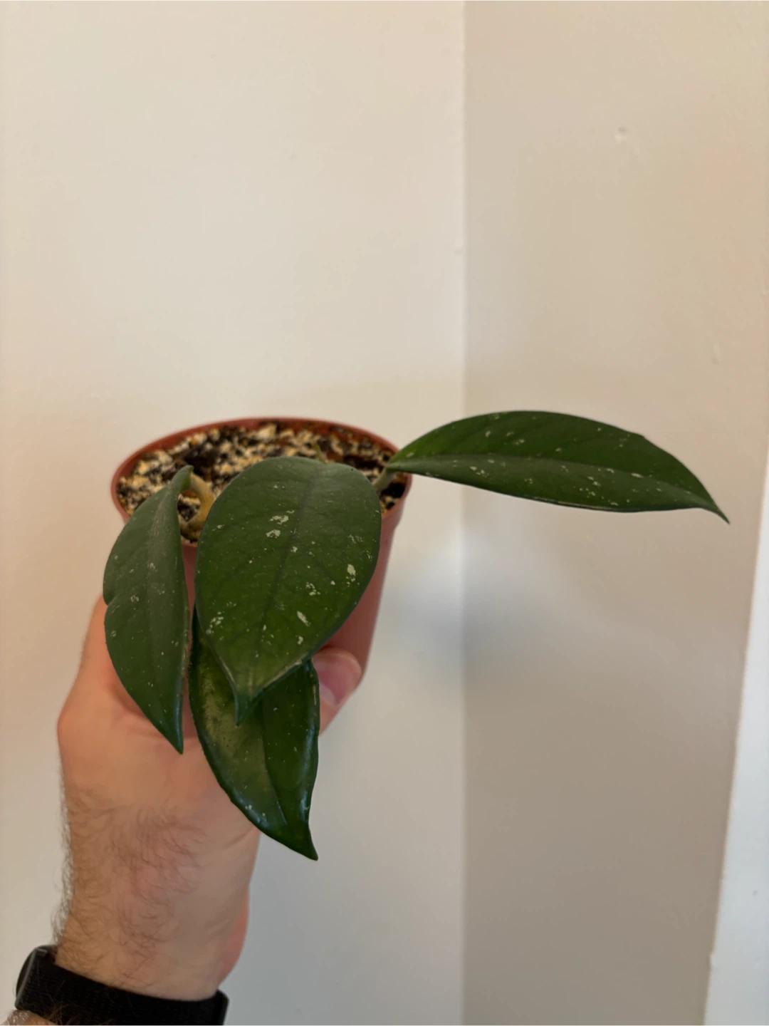 Hoya Carnosa - photo 4