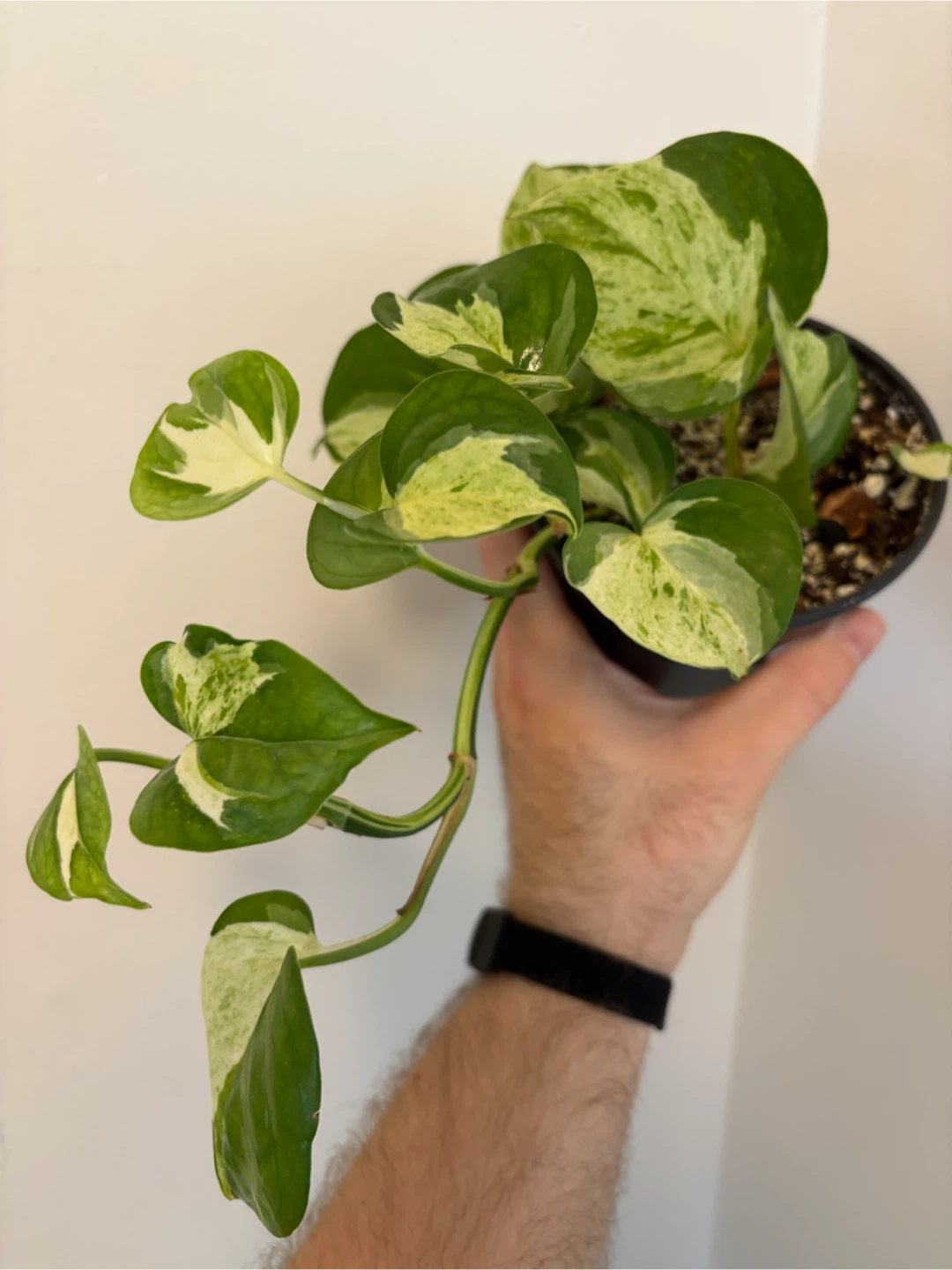 Manjula Pothos