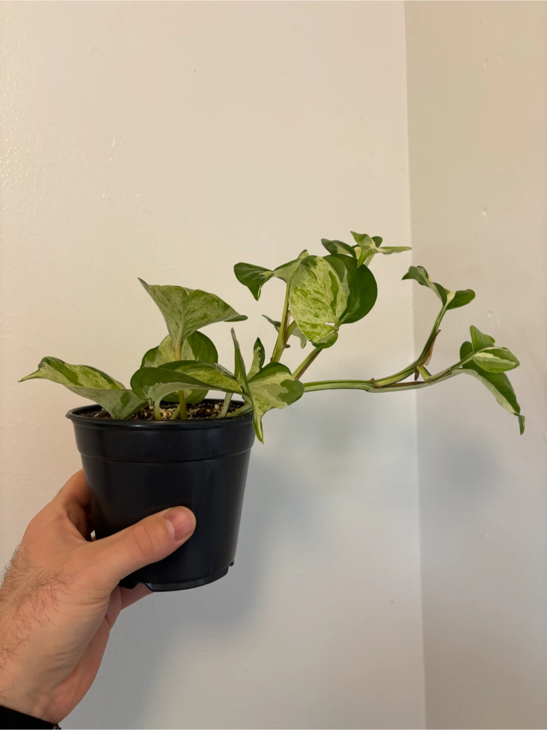 Manjula Pothos - photo 2