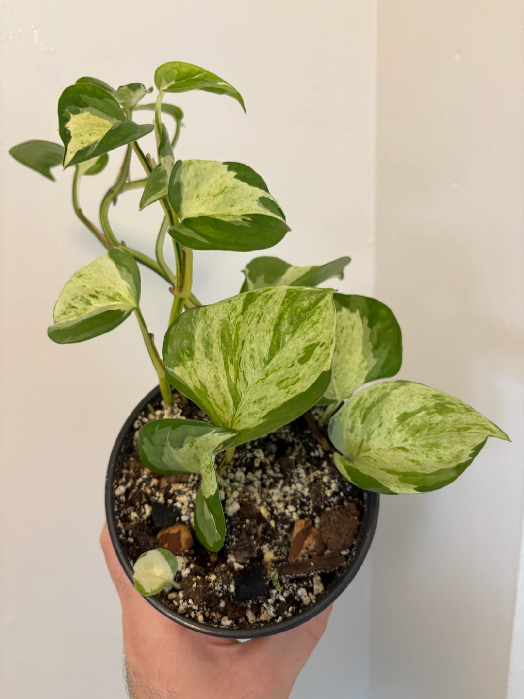Manjula Pothos - photo 3