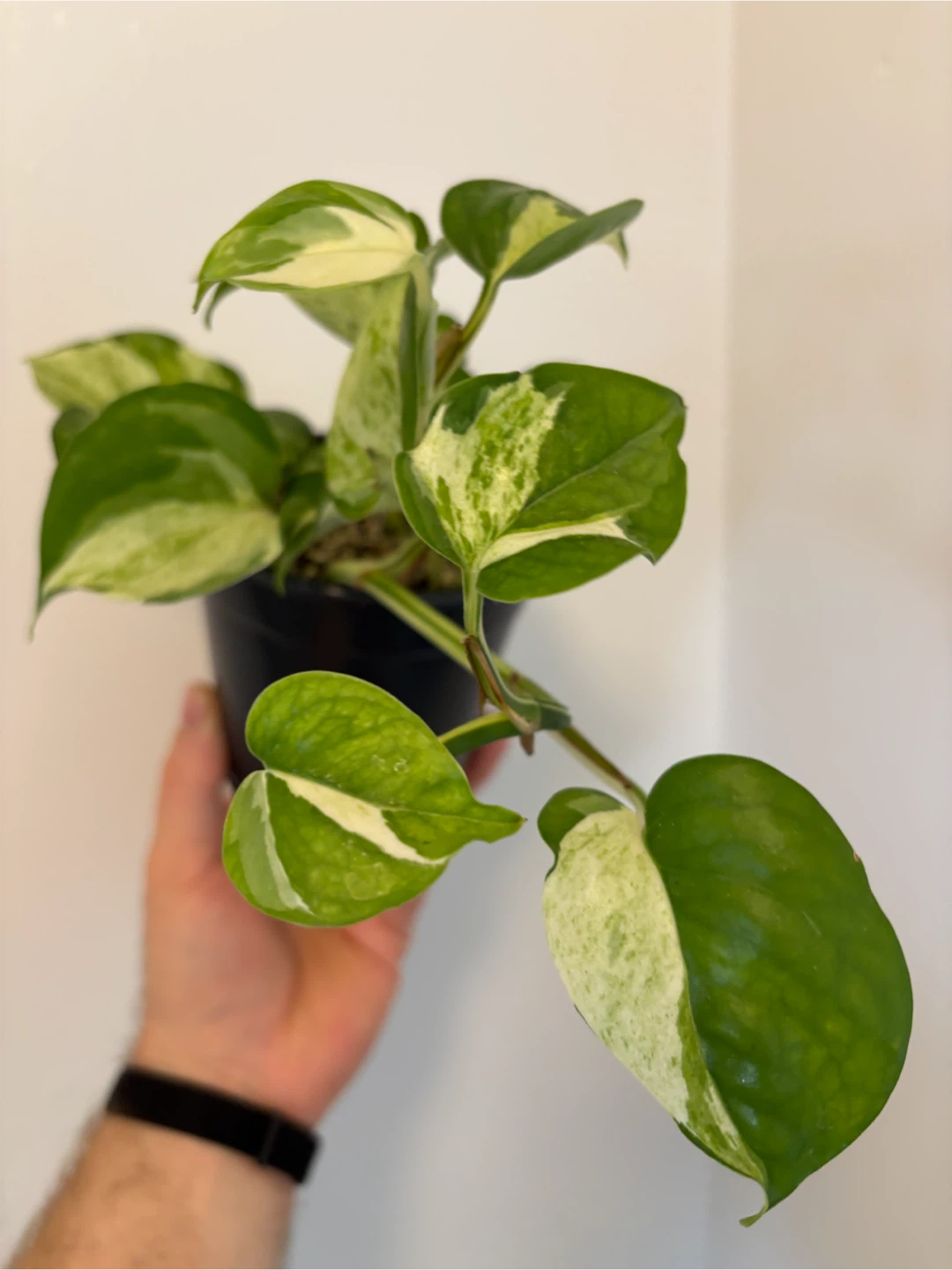 Manjula Pothos - photo 4