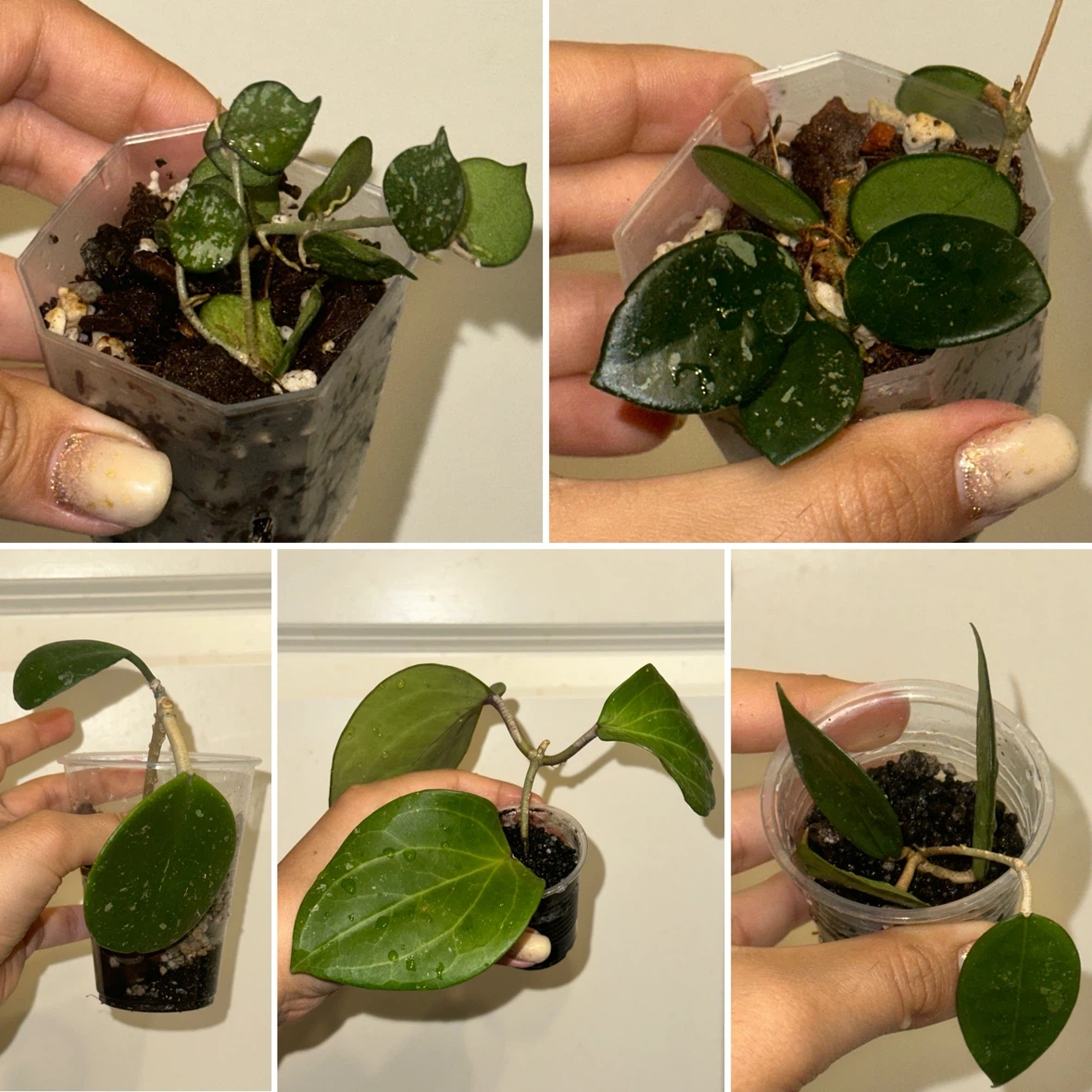 Hoya Plant Bundle x5