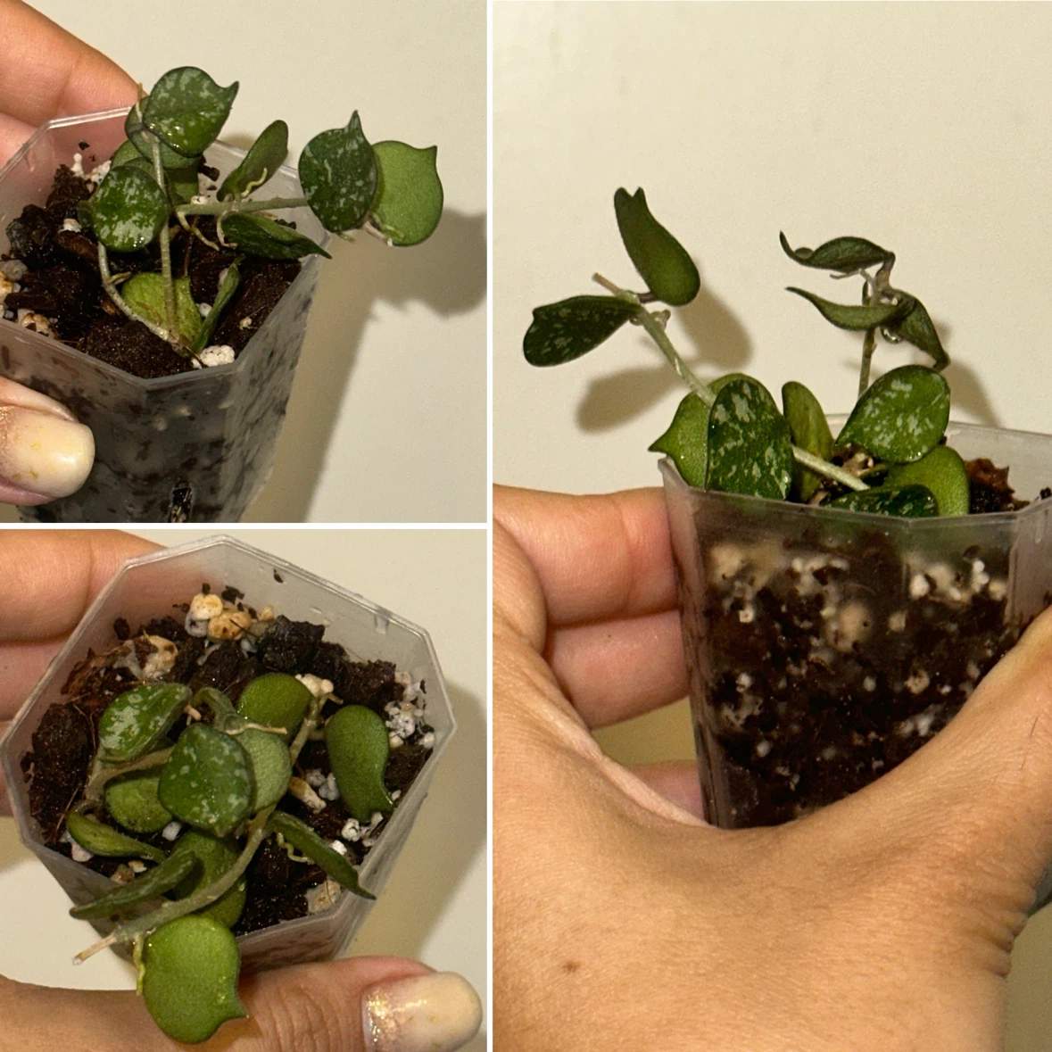 Hoya Plant Bundle x5 - photo 2