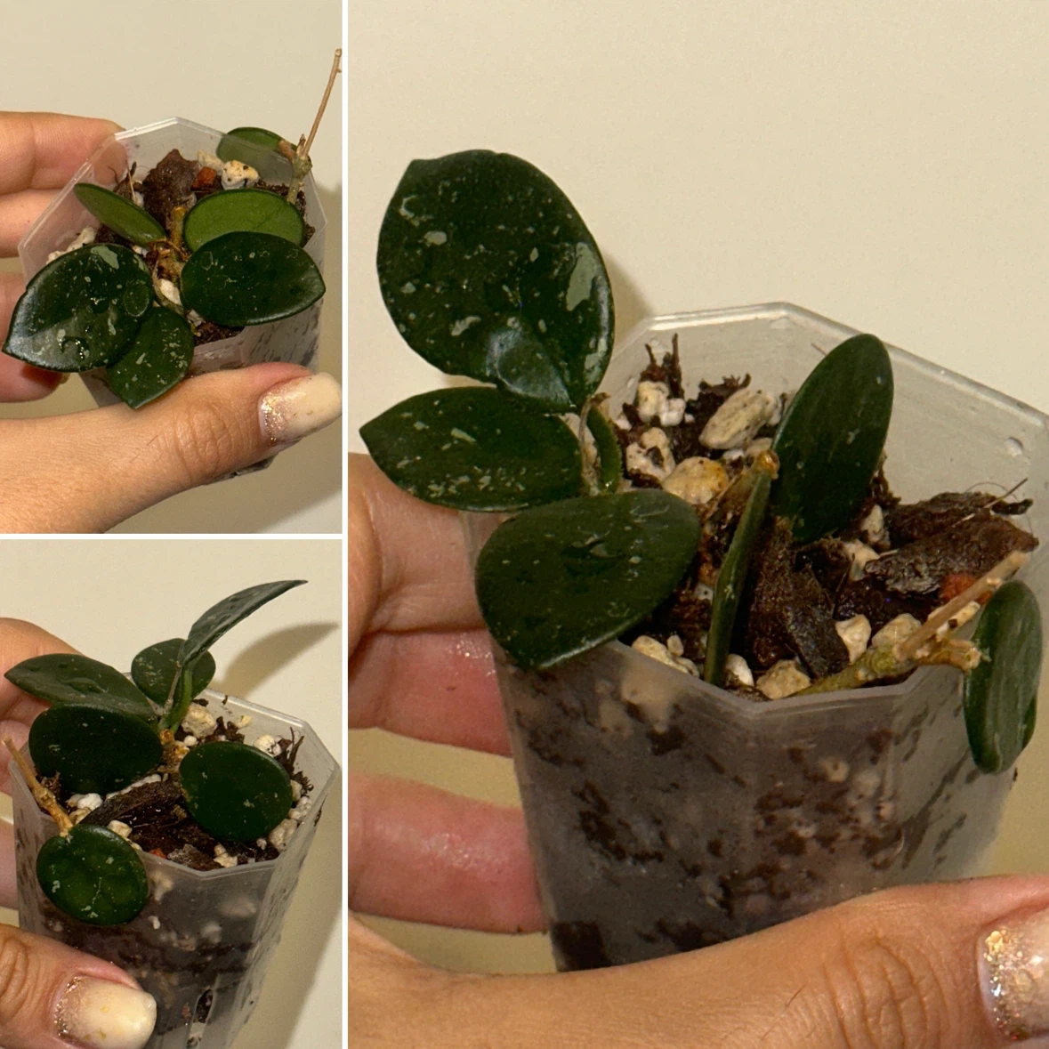 Hoya Plant Bundle x5 - photo 3