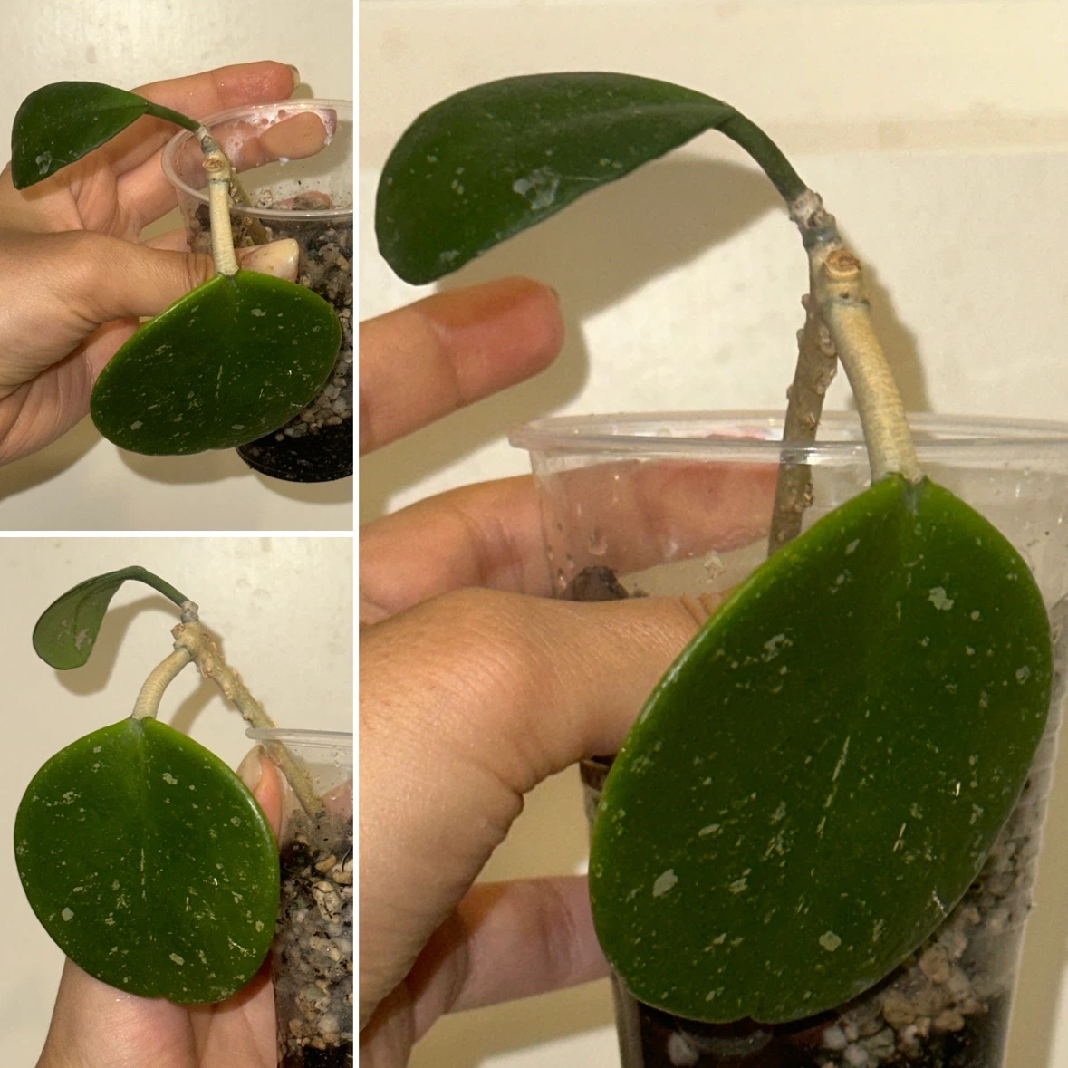Hoya Plant Bundle x5 - photo 4