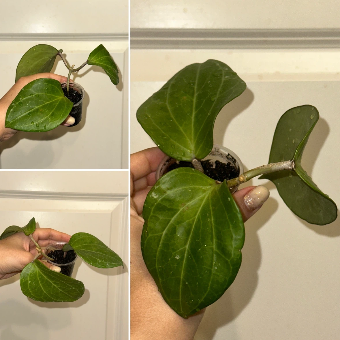 Hoya Plant Bundle x5 - photo 5