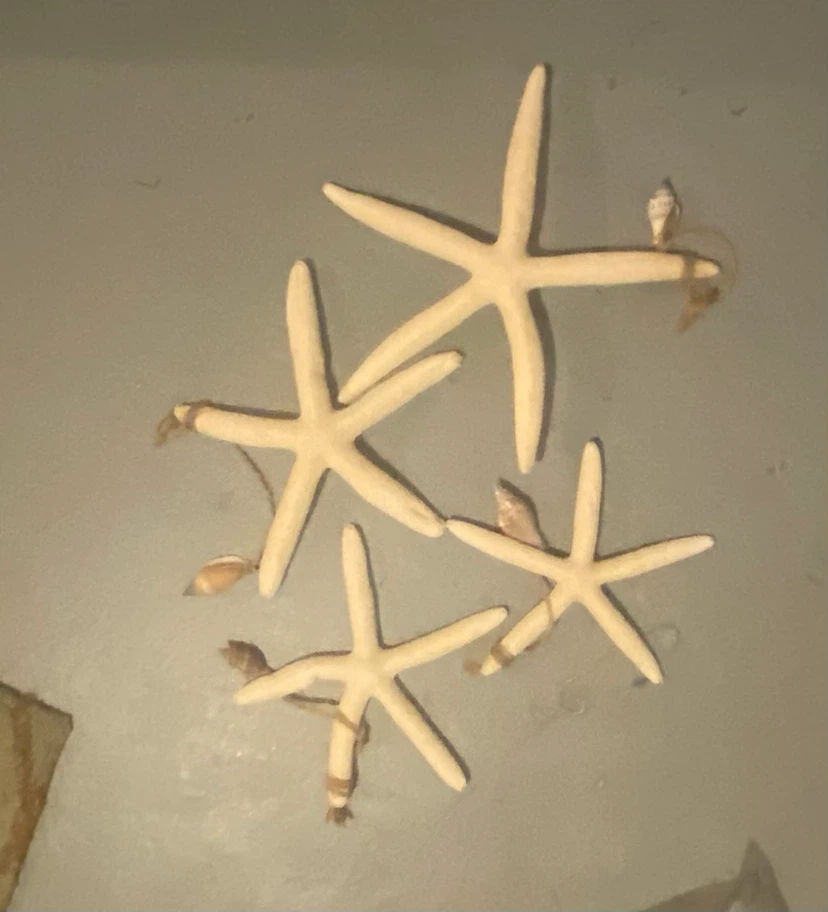 Decorative Starfish Lot