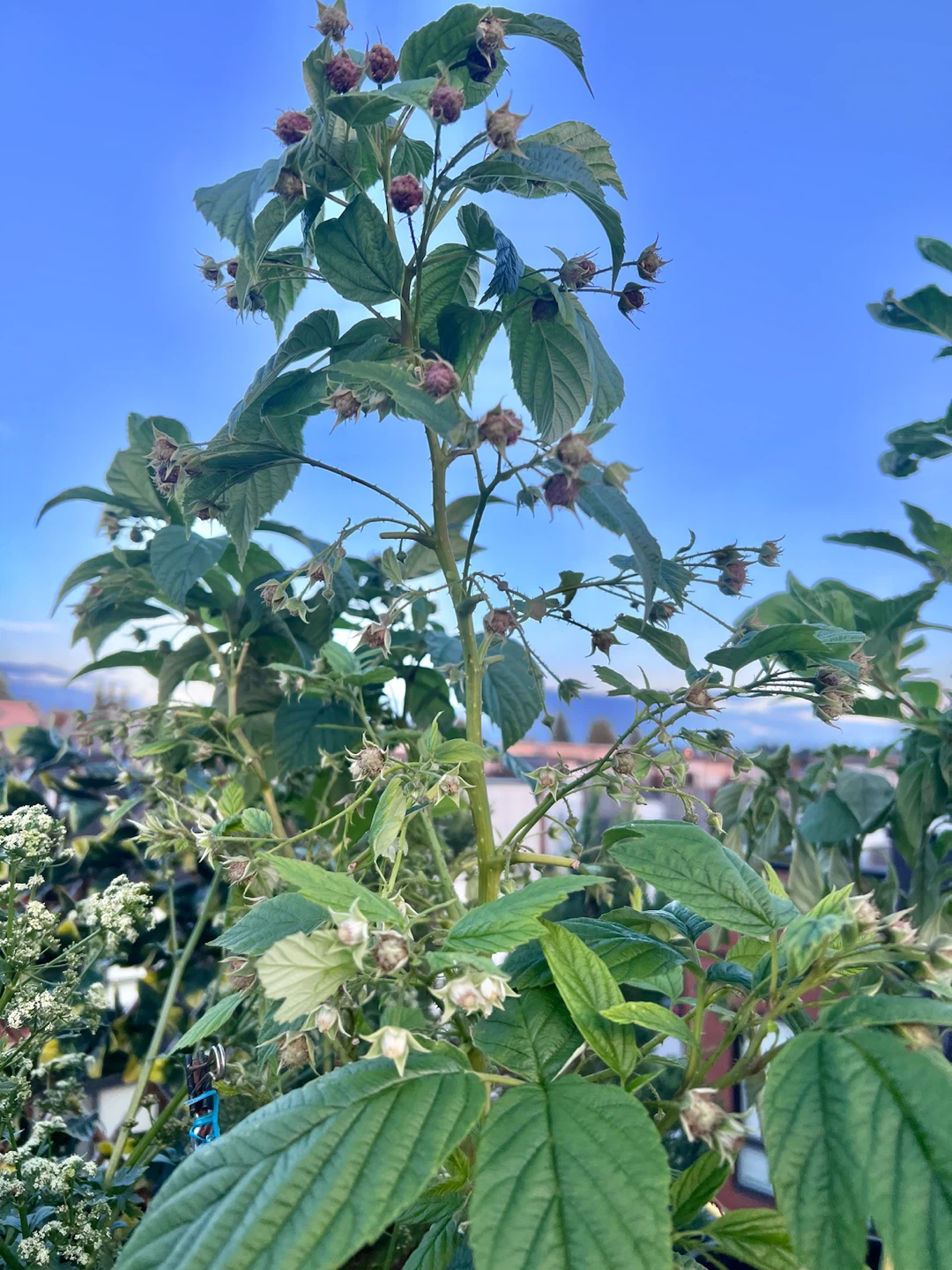 RASPBERRY PLANTS in 1-gallon pots - photo 3