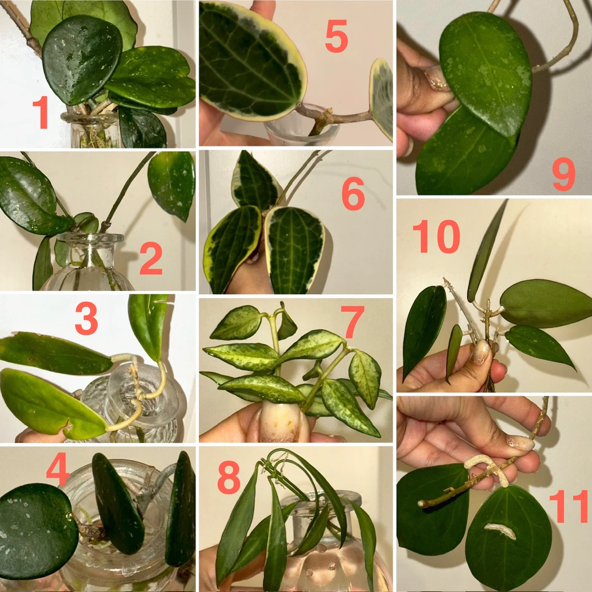 Hoya Plant Cuttings