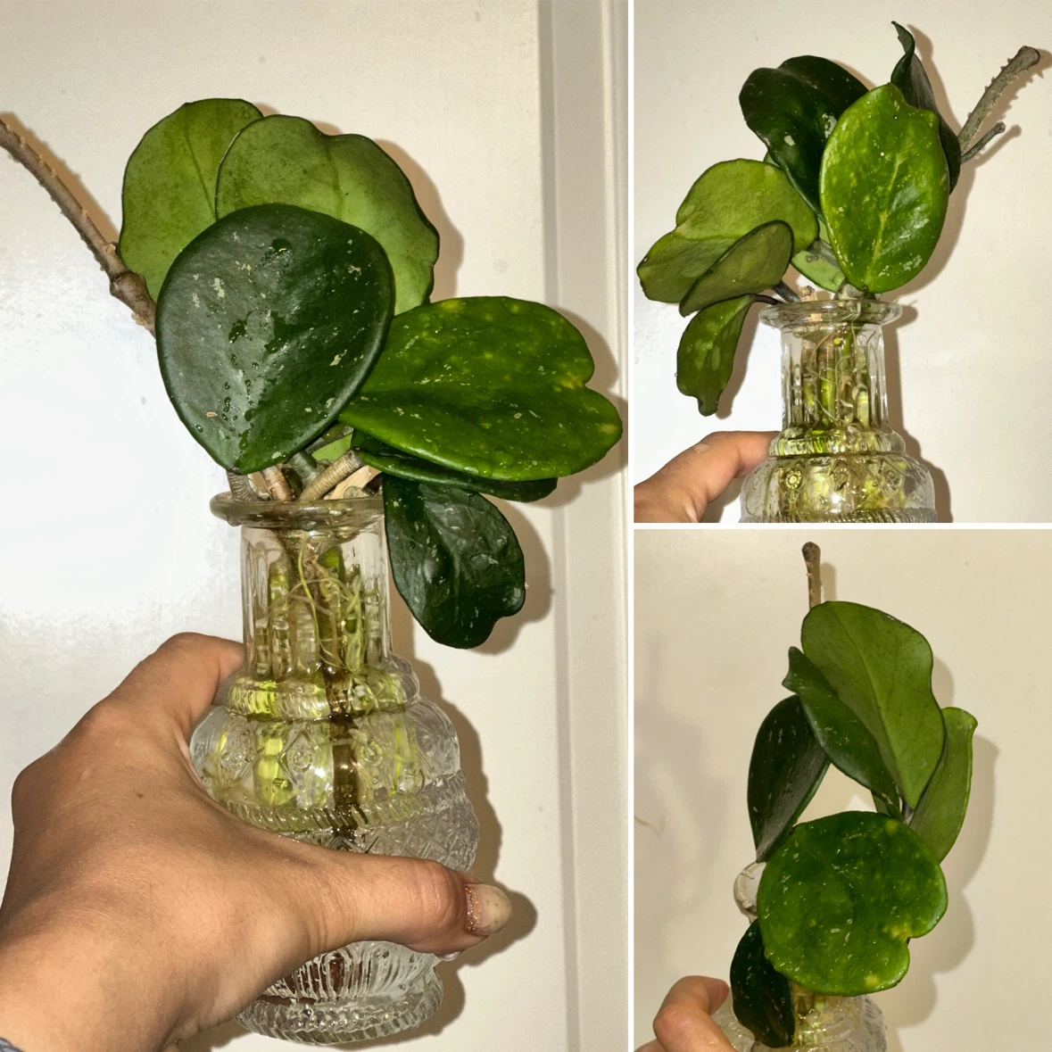Hoya Plant Cuttings - photo 2
