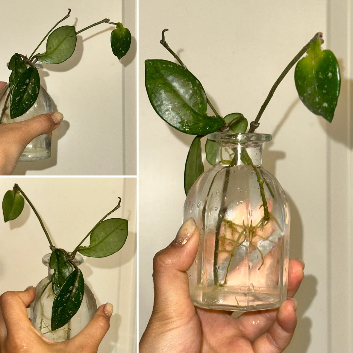 Hoya Plant Cuttings - photo 3