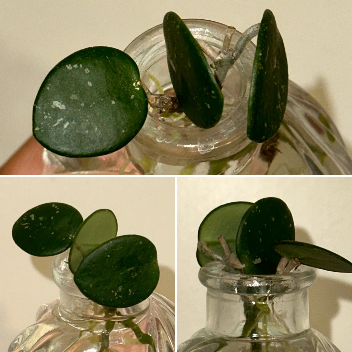 Hoya Plant Cuttings - photo 4