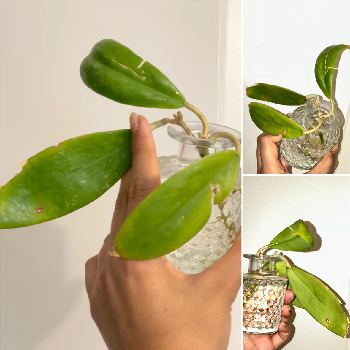 Hoya Plant Cuttings - photo 5