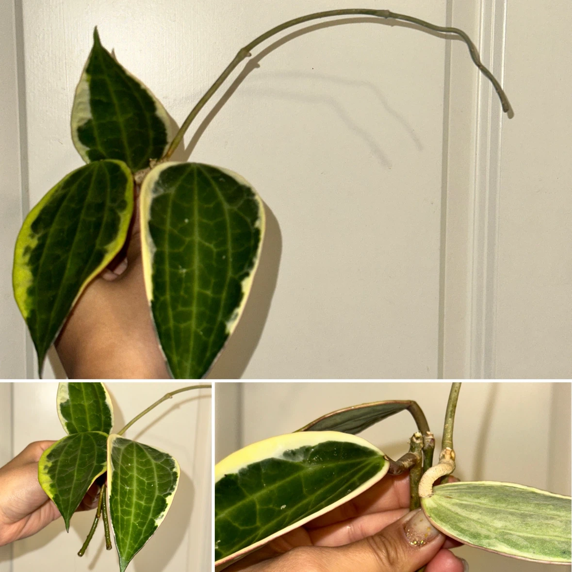 Hoya Plant Cuttings - photo 2