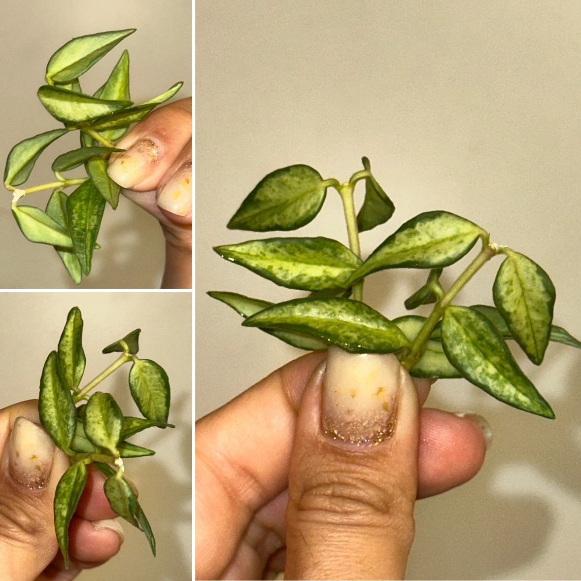 Hoya Plant Cuttings - photo 3