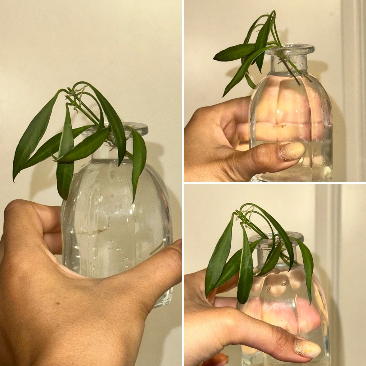 Hoya Plant Cuttings - photo 4