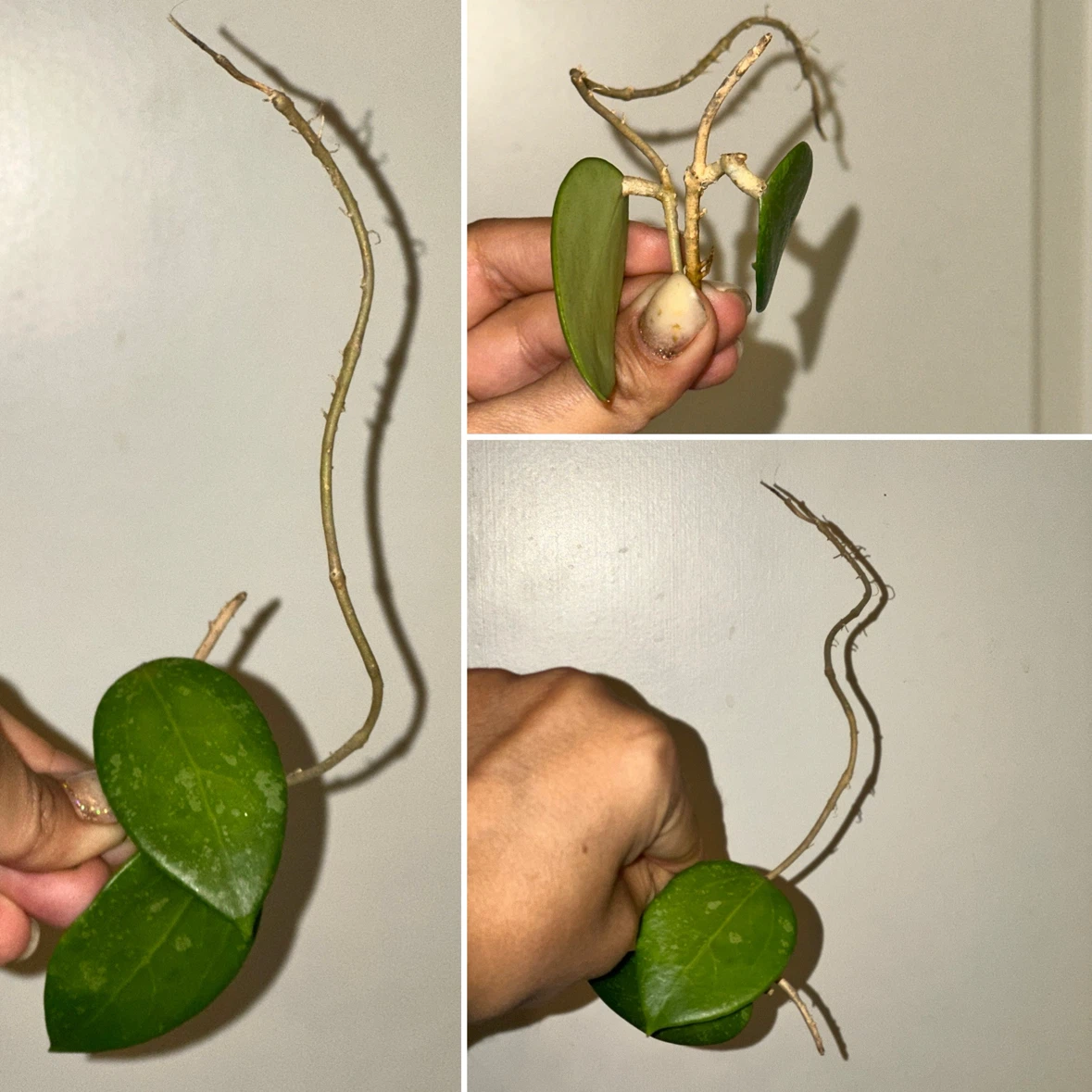 Hoya Plant Cuttings - photo 5