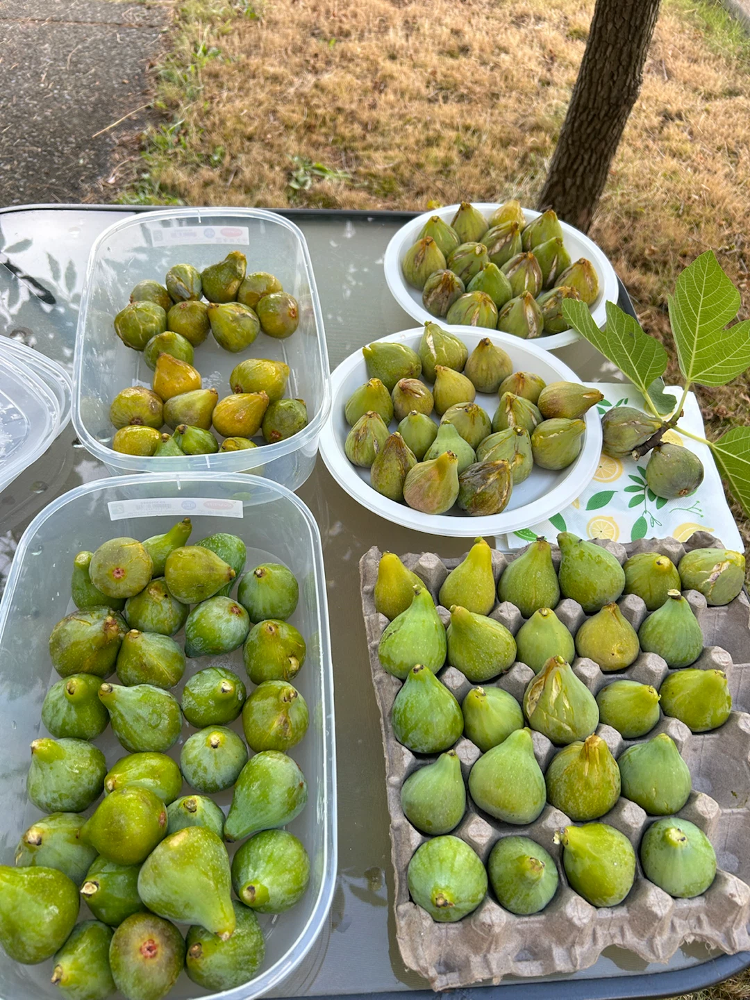 Organic Fresh Green Figs $10 for 13  They are freshly cut