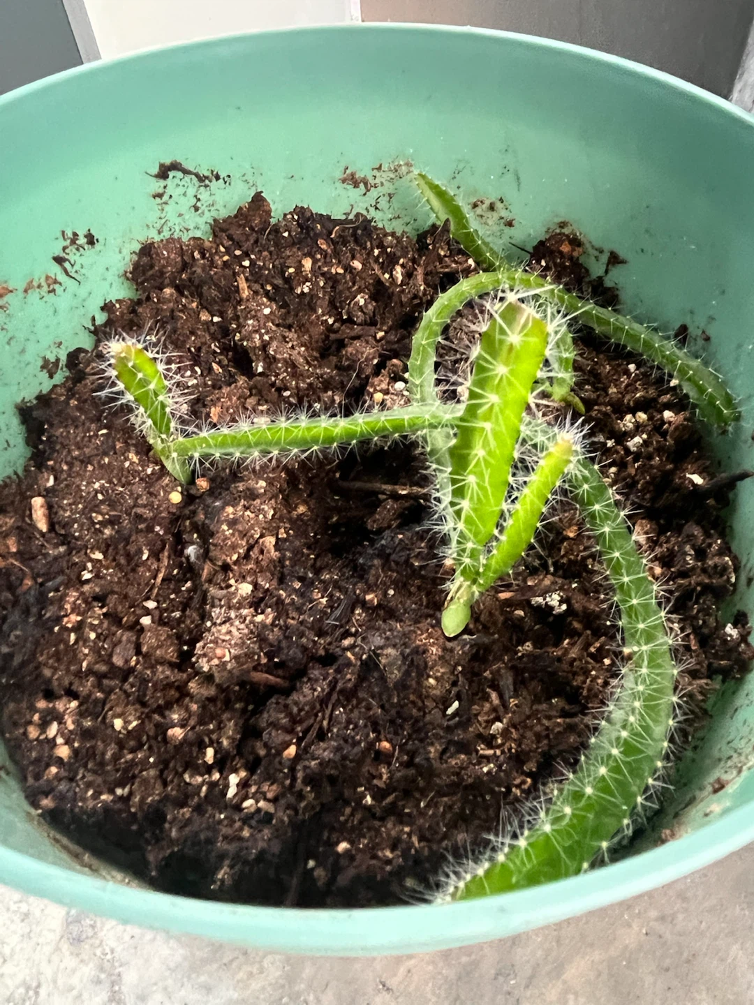 Dragon Fruit Cuttings in Planter - Give away!