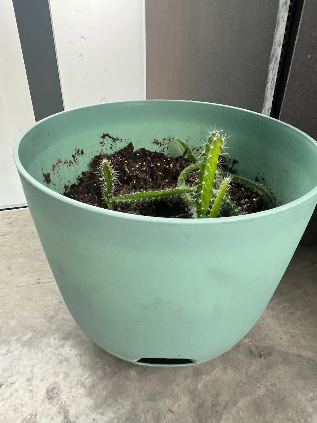 Dragon Fruit Cuttings in Planter - Give away! - photo 2