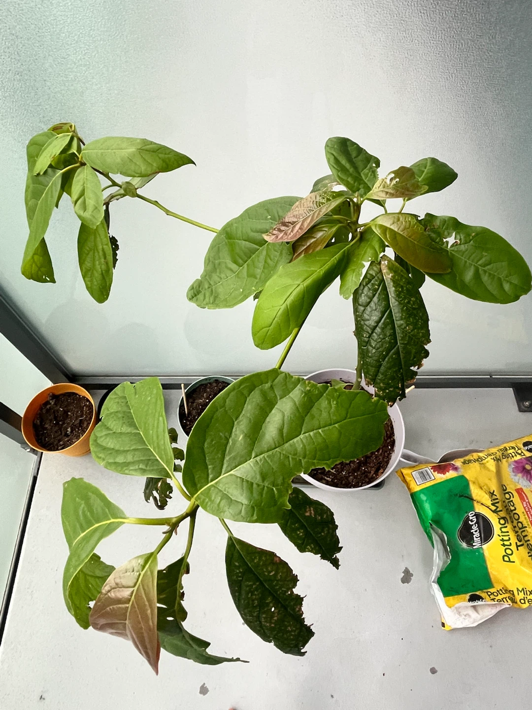 2 Avocado Plants in Pot - Give Away
