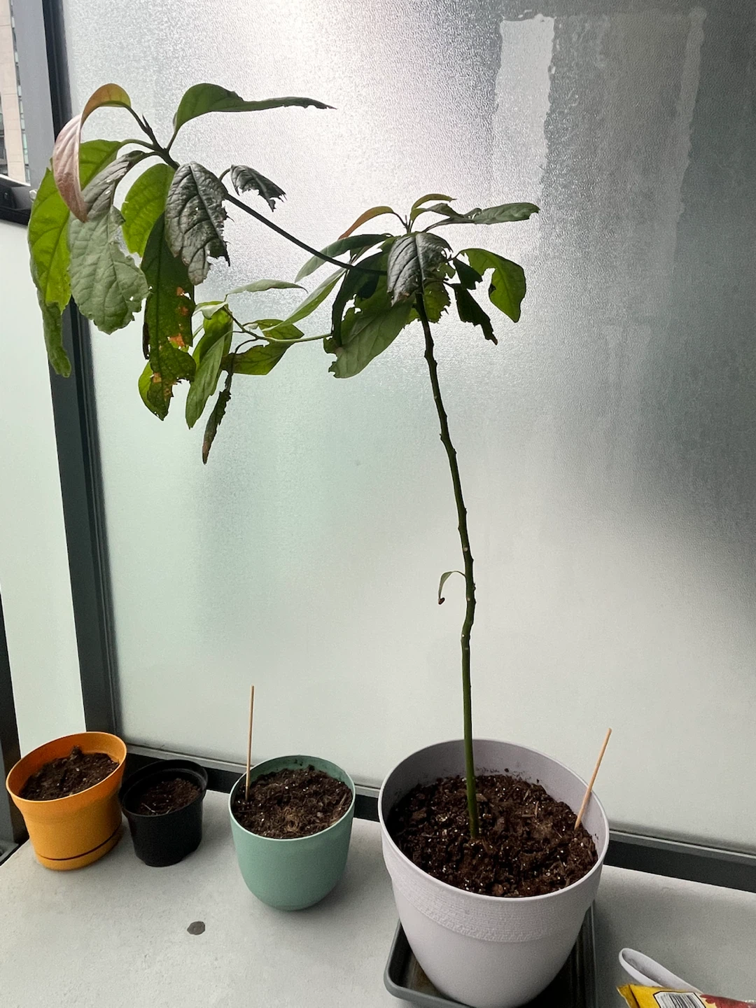 2 Avocado Plants in Pot - Give Away - photo 2