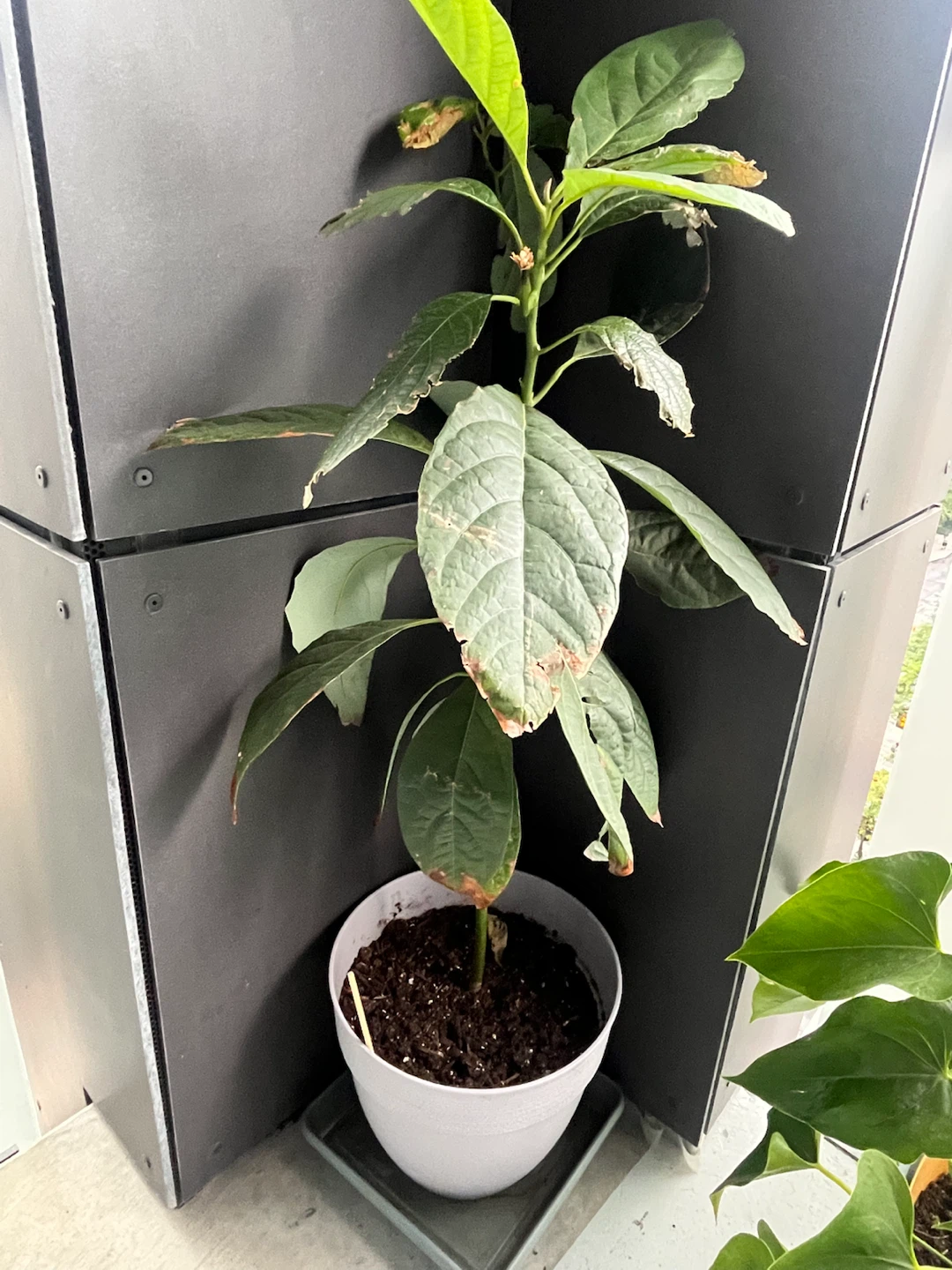 2 Avocado Plants in Pot - Give Away - photo 3