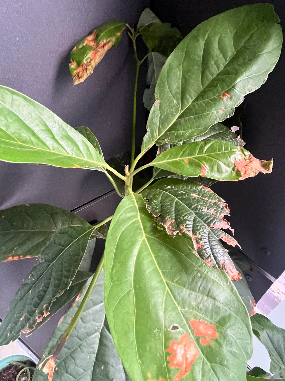 2 Avocado Plants in Pot - Give Away - photo 4