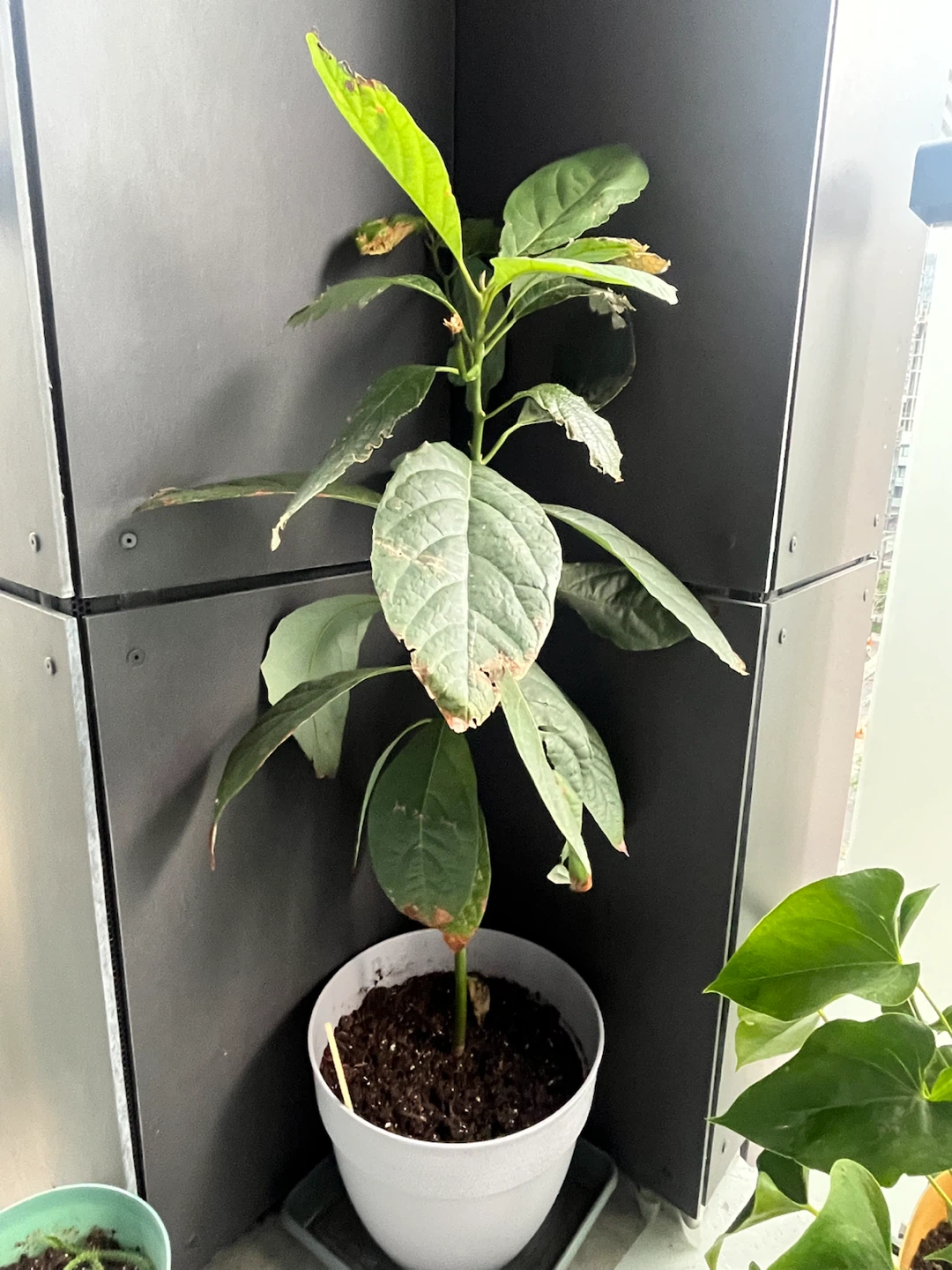 2 Avocado Plants in Pot - Give Away - photo 5