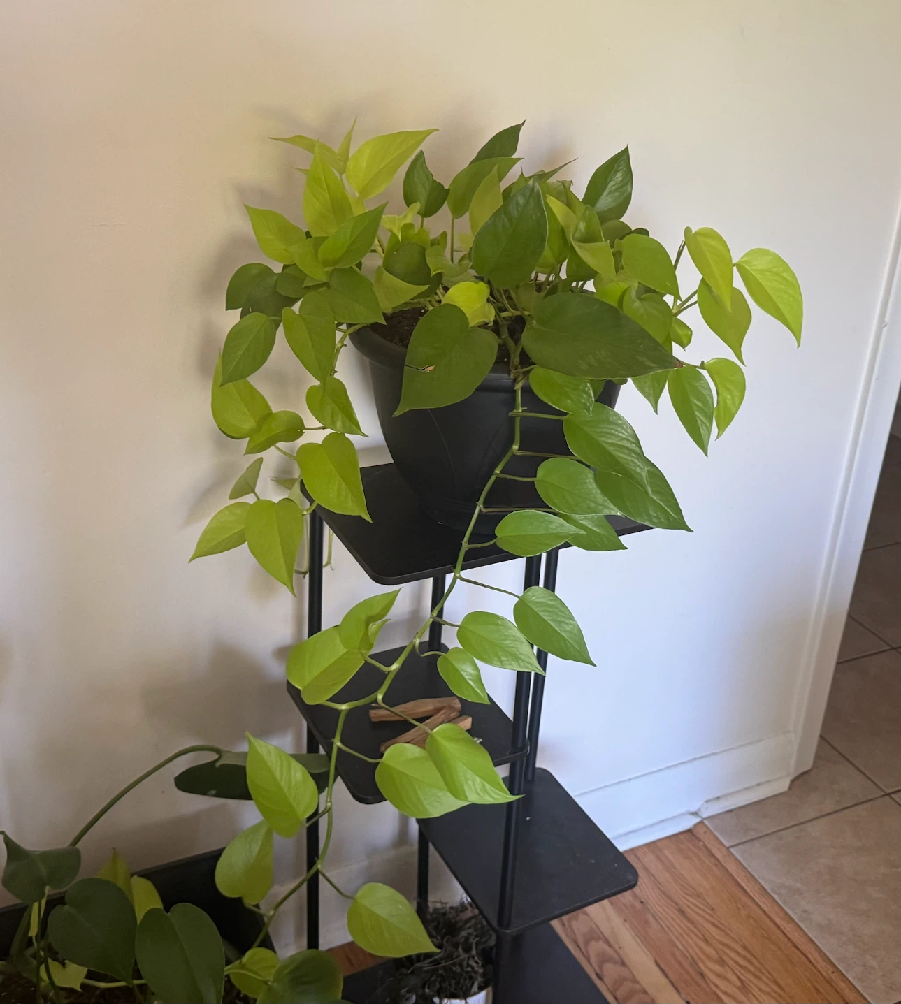 Neon Pothos Plant