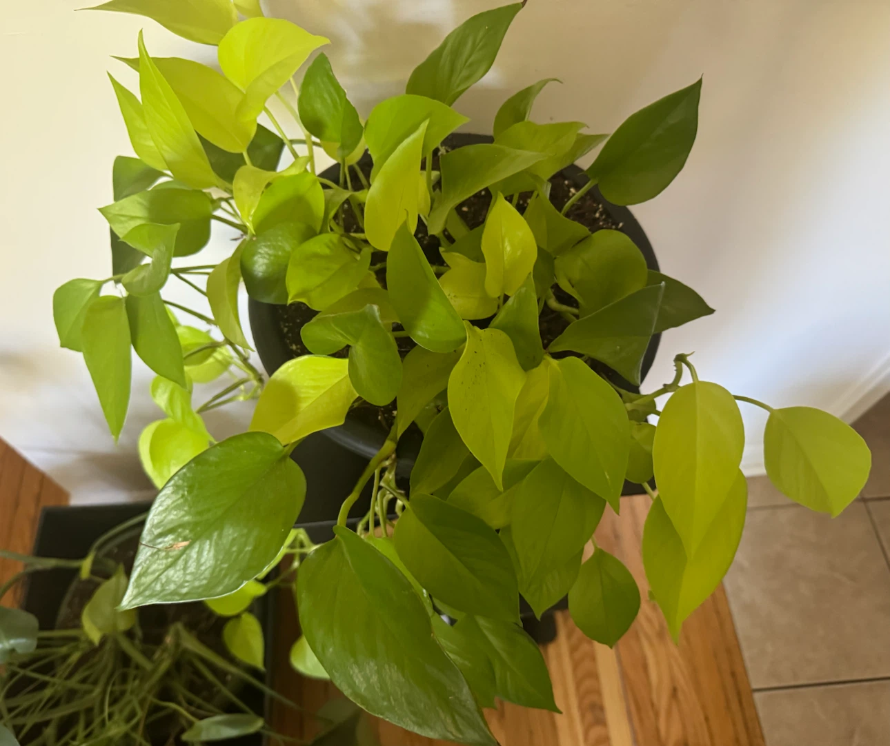 Neon Pothos Plant - photo 2