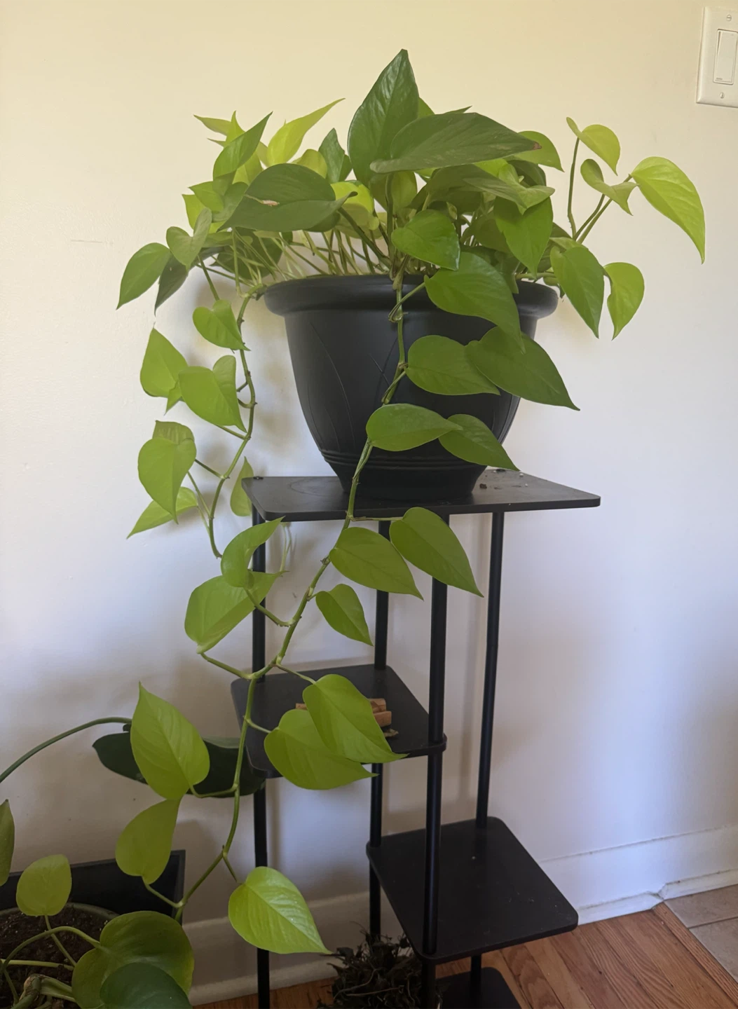 Neon Pothos Plant - photo 3