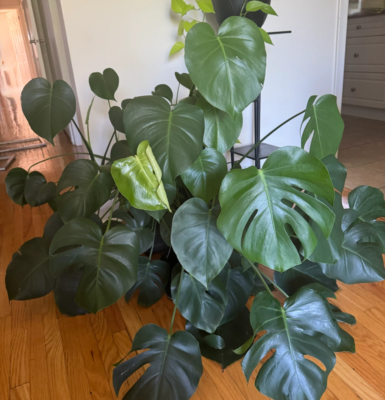 Monstera Deliciosa Plant in Decorative Pot