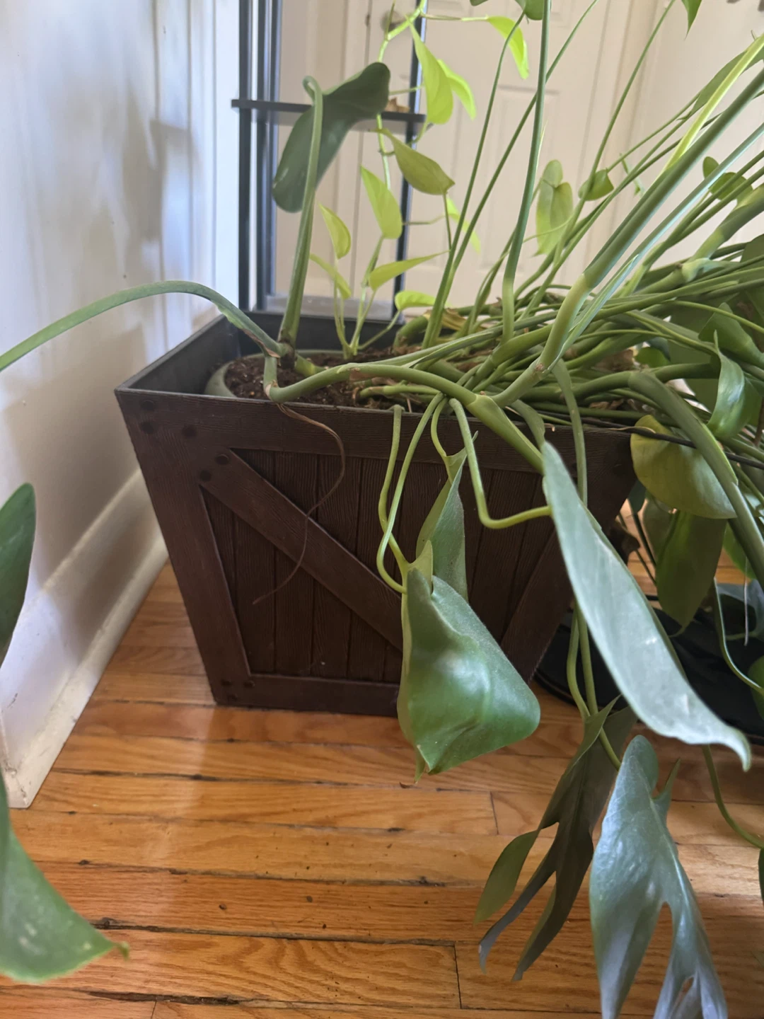 Monstera Deliciosa Plant in Decorative Pot - photo 2