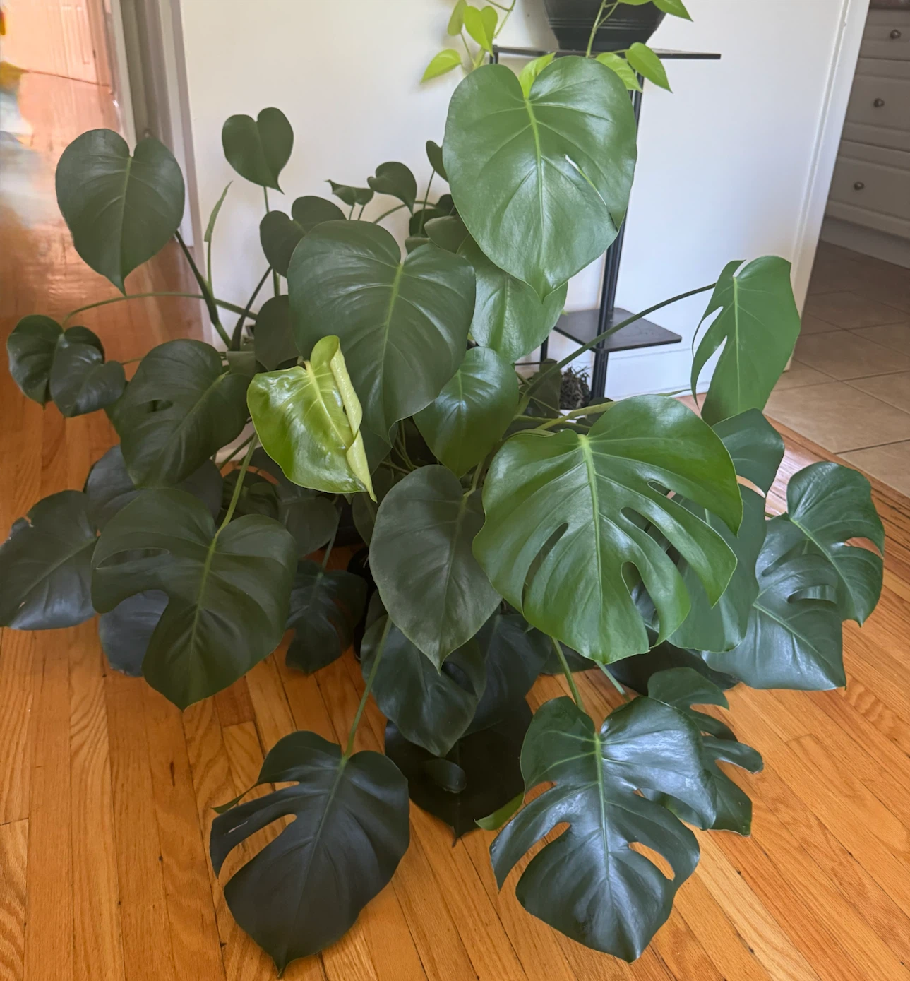 Monstera Deliciosa Plant in Decorative Pot - photo 3