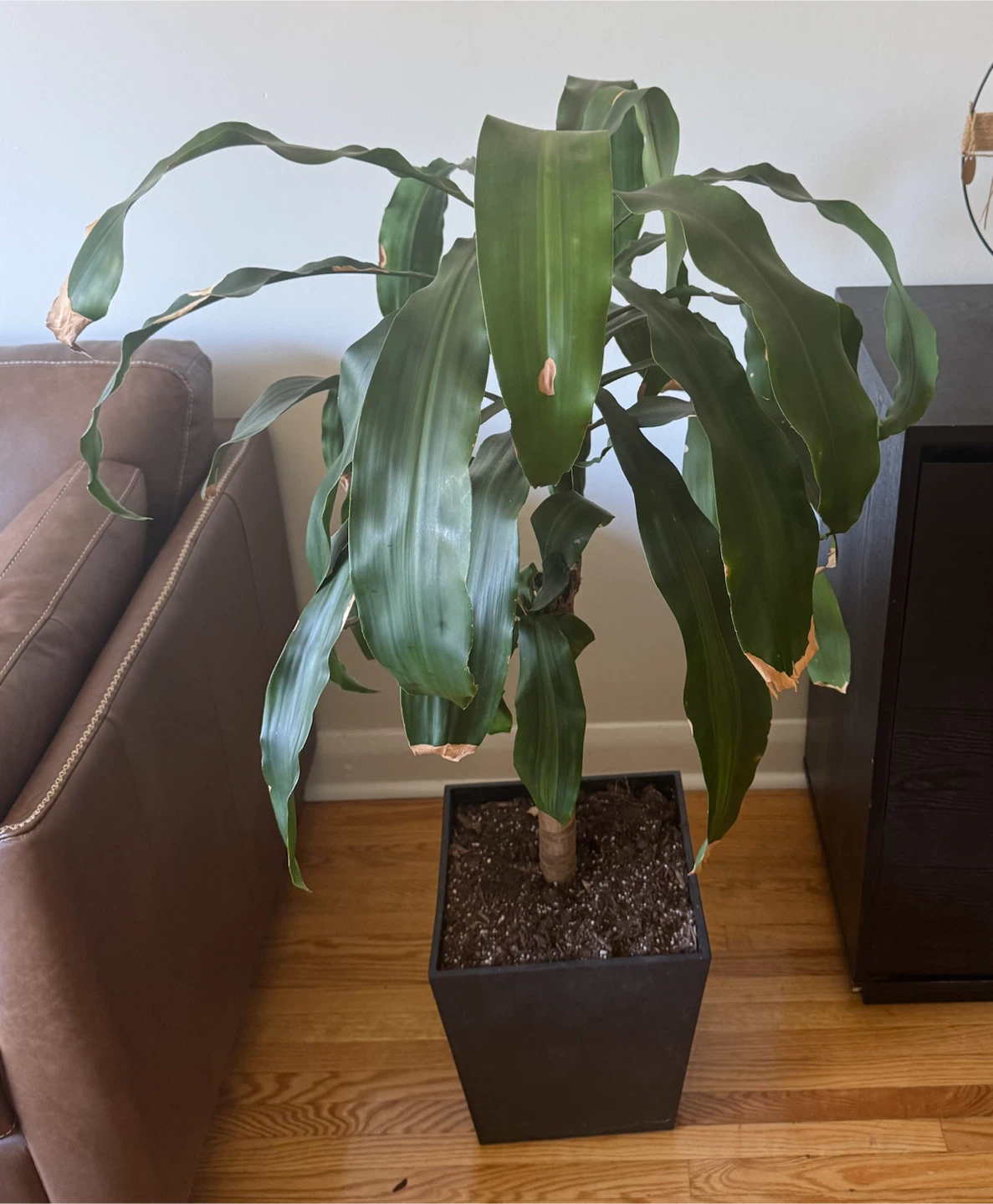 Dracaena Fragrans Corn Plant