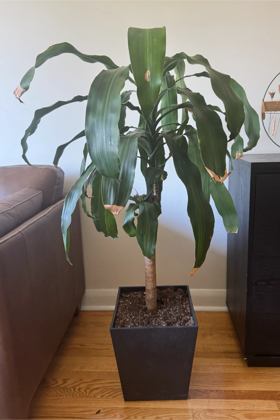Dracaena Fragrans Corn Plant - photo 2