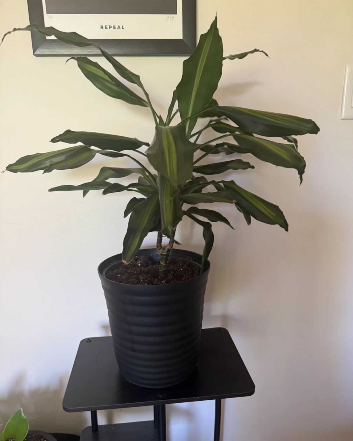 Dracaena in Black Pot