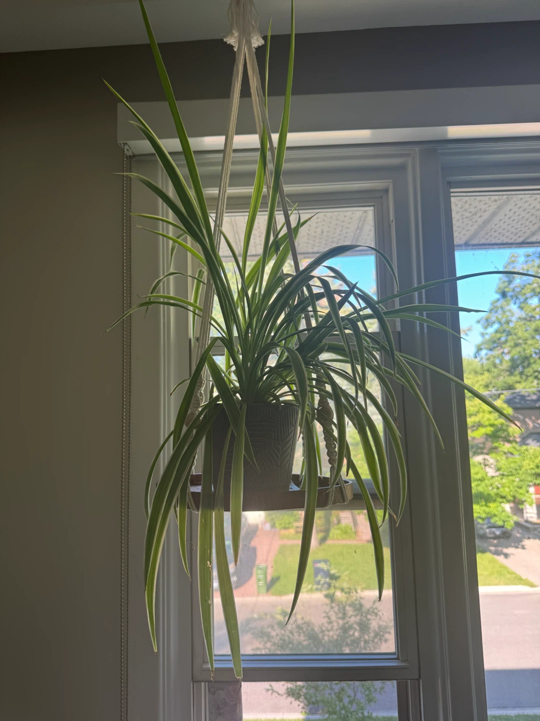 Two Spider Plants in Macrame Hanger