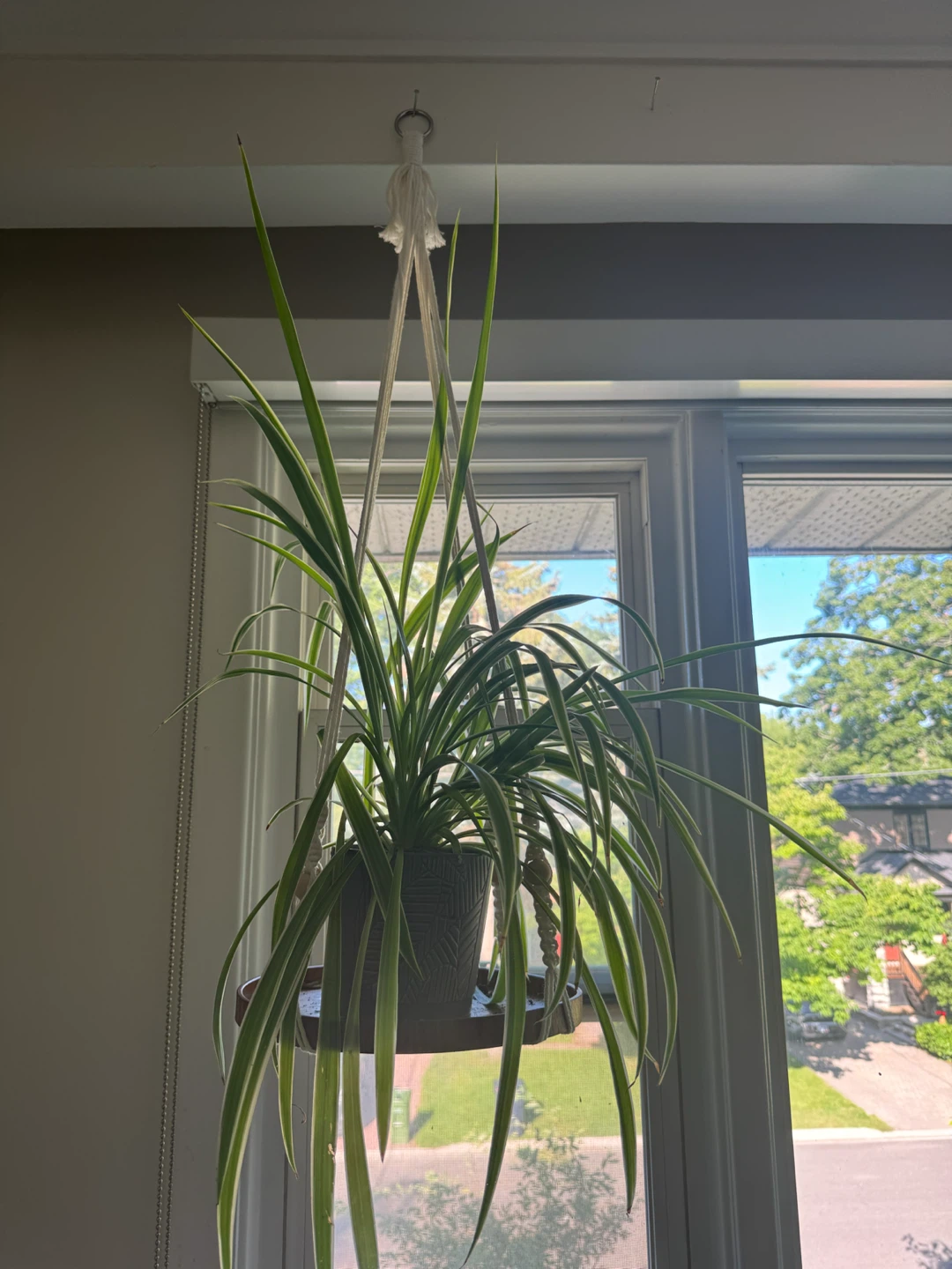 Two Spider Plants in Macrame Hanger - photo 2