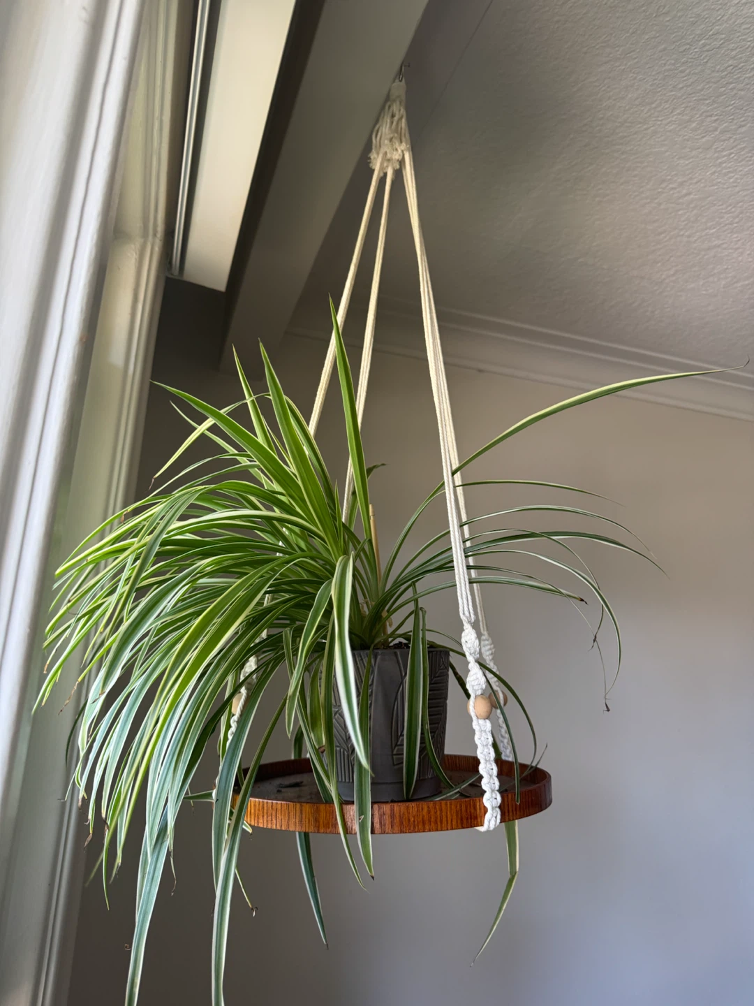 Two Spider Plants in Macrame Hanger - photo 3