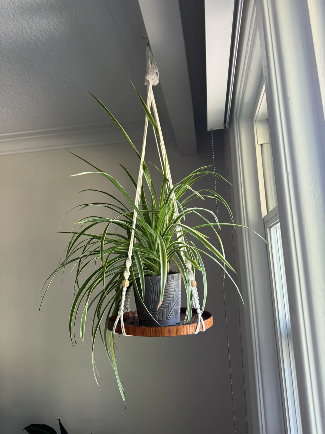 Two Spider Plants in Macrame Hanger - photo 4