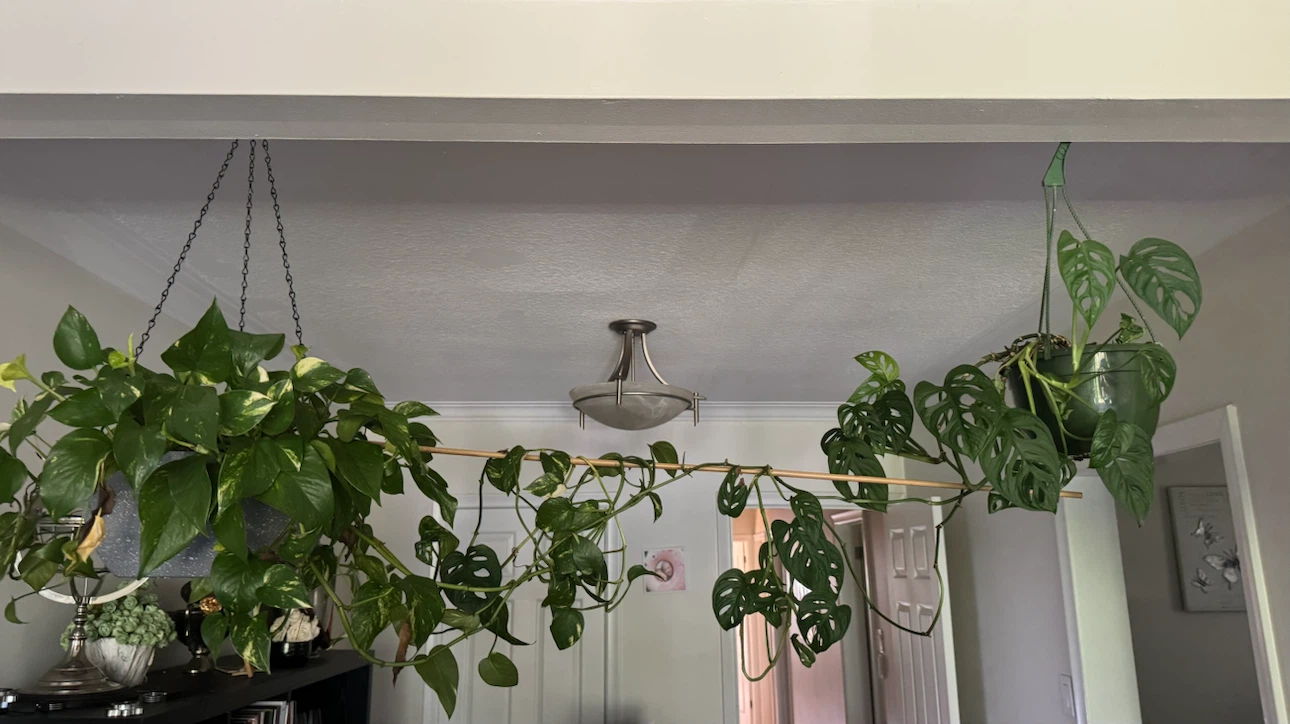 Two hanging potted plants