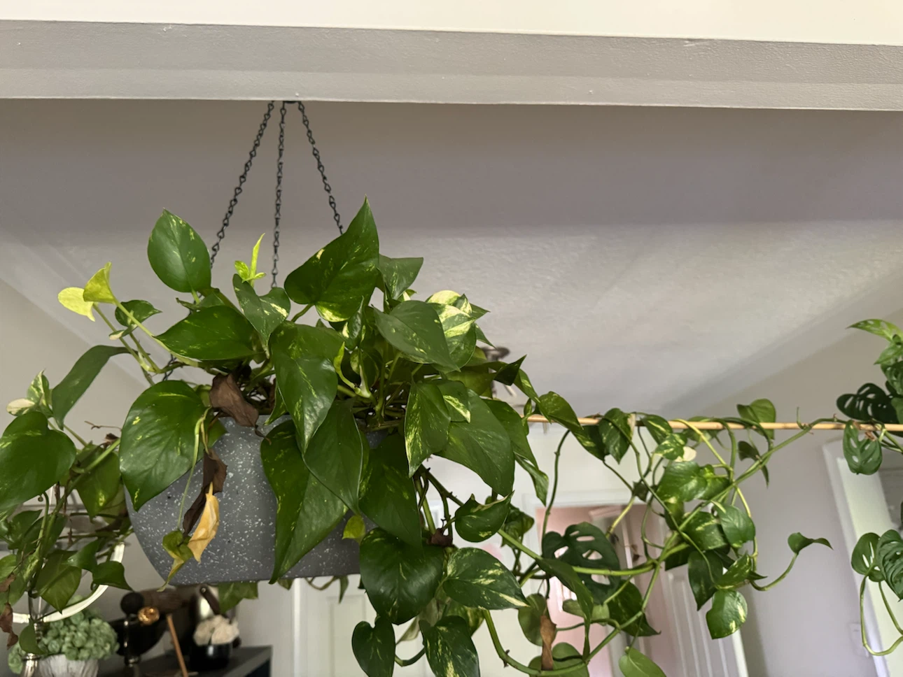 Two hanging potted plants - photo 2