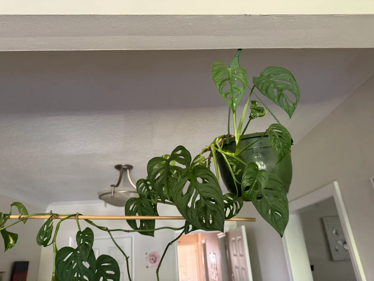 Two hanging potted plants - photo 3