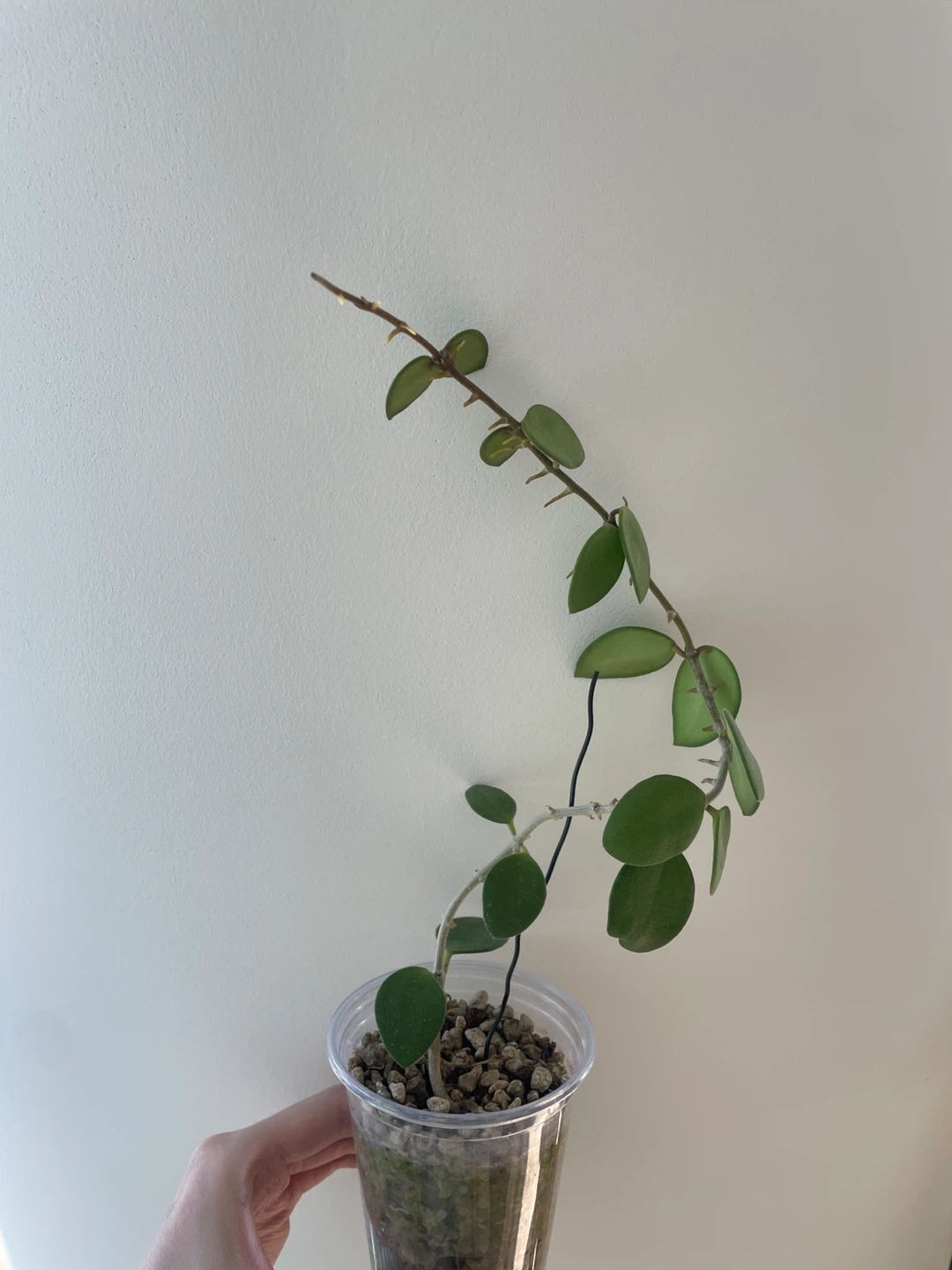 Hoya Nummularioides Plant