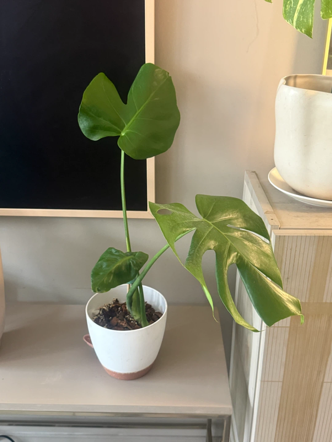 Monstera Plant (reverted albo) in White Pot