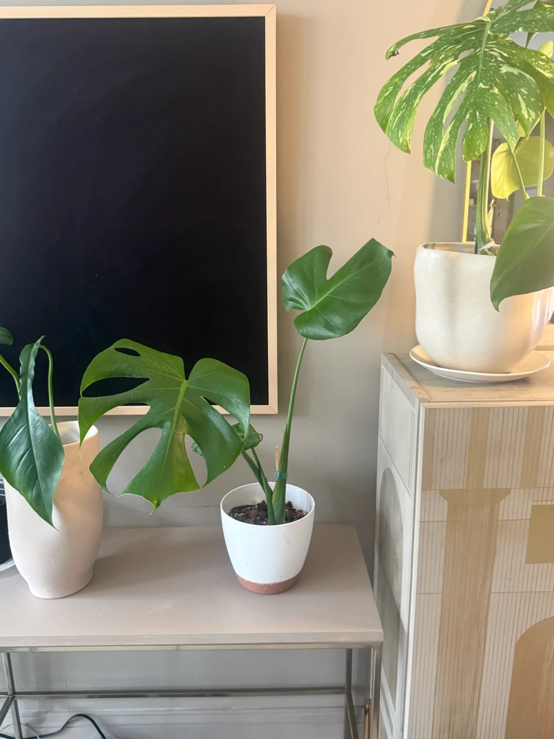 Monstera Plant (reverted albo) in White Pot - photo 2