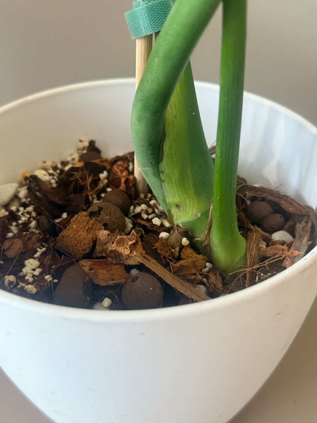 Monstera Plant (reverted albo) in White Pot - photo 3